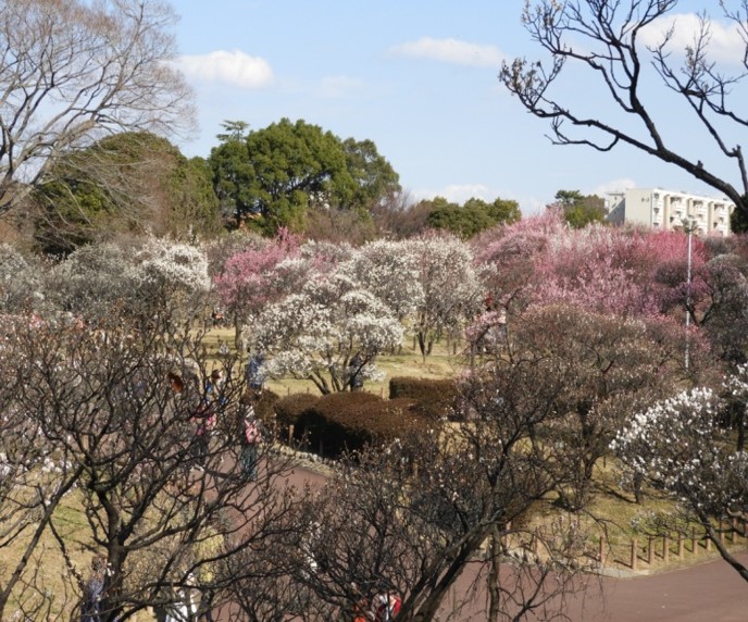 時事ネタシリーズ（見頃の花（梅））