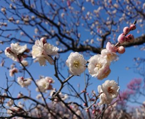 時事ネタシリーズ（見頃の花（梅））