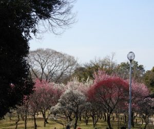 時事ネタシリーズ（見頃の花（梅））