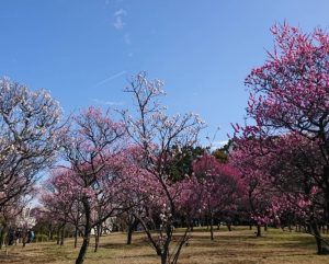 時事ネタシリーズ（見頃の花（梅））