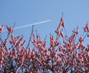 時事ネタシリーズ（見頃の花（梅））