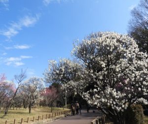 時事ネタシリーズ（見頃の花（梅））