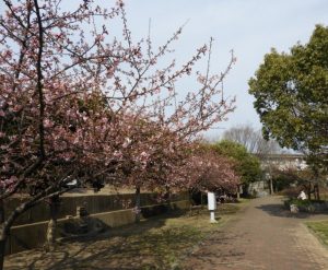 時事ネタシリーズ（淀　河津桜）