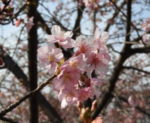 時事ネタシリーズ（淀　河津桜）