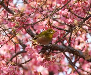 時事ネタシリーズ（淀　河津桜）