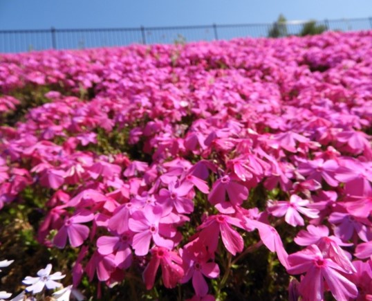 時事ネタシリーズ（芝桜）