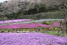 時事ネタシリーズ（芝桜）