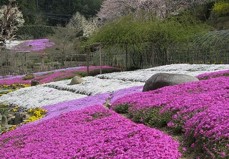 時事ネタシリーズ（芝桜）