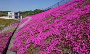 時事ネタシリーズ（芝桜）