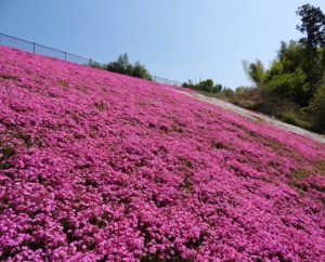 時事ネタシリーズ（芝桜）