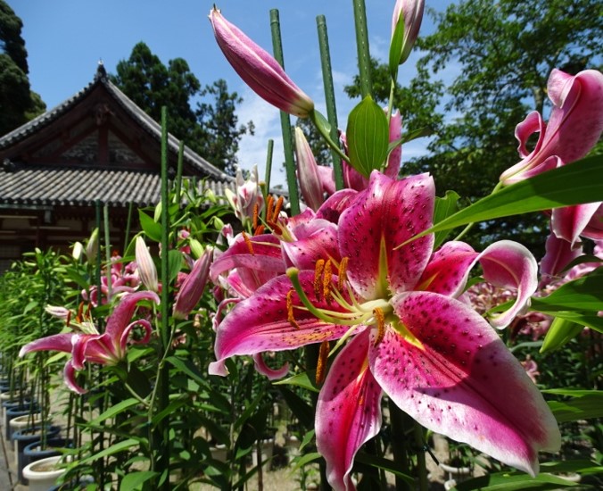 関西花の名所（カサブランカ）