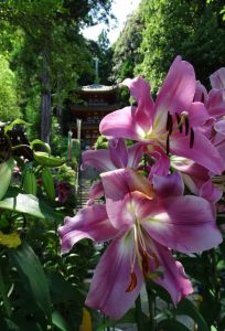 関西花の名所（カサブランカ）