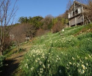 玉祖神社　スイセン