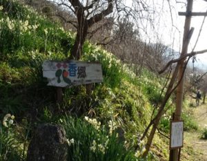 玉祖神社　スイセン